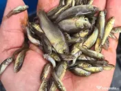 Puiet amur crap fitofag novac lin somn salau 