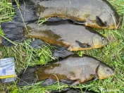 Puiet amur crap fitofag novac lin somn salau 