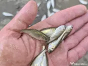 Puiet amur crap fitofag novac lin somn salau 