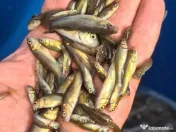 Puiet amur crap fitofag novac lin somn salau 