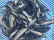 Puiet amur crap fitofag novac lin somn salau 