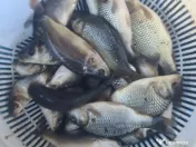 Puiet amur crap fitofag novac lin somn salau 