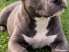 American Bully exemplar deosebit