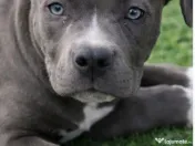 American Bully exemplar deosebit 