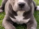 American Bully exemplar deosebit