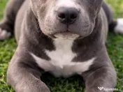 American Bully exemplar deosebit 