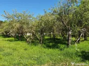 Intravilan 572 mp , loc de casa , zona padure Baicoi Prahova 