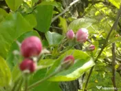 Intravilan 572 mp , loc de casa , zona padure Baicoi Prahova 