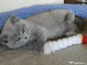 British shorthair pisoiasi 