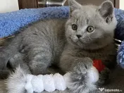 British shorthair pisoiasi 