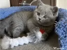 British shorthair pisoiasi