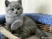 British shorthair pisoiasi 