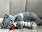 British shorthair pisoiasi 