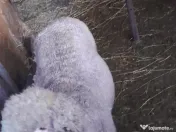 Vand berbecuti din toamna