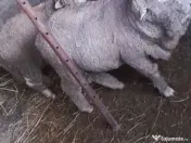 Vand berbecuti din toamna