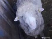 Vand berbecuti din toamna