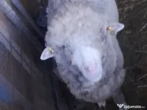 Vand berbecuti din toamna