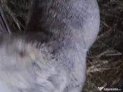 Vand berbecuti din toamna