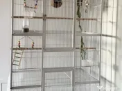 Colivie mare papagal 