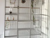 Colivie mare papagal 