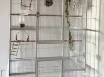 Colivie mare papagal