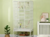 Colivie mare papagal 