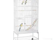 Colivie mare papagal 