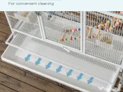 Colivie mare papagal 