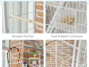 Colivie mare papagal 