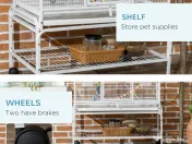 Colivie mare papagal 