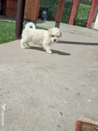 Bichon maltez o fetiță și un băiețel 