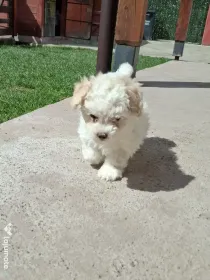 Bichon maltez o fetiță și un băiețel