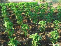 Vanzare teren intravilan (sat Maldaresti, comuna Dealu Morii, jud. Bac