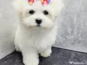 Bichon maltez alb 2 luni 