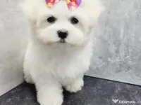 Bichon maltez alb 2 luni 