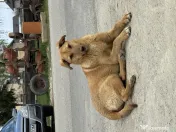 Fetiță cățelușă adorabilă își caută o familie iubitoare – oferită spre adopție