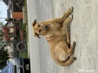 Fetiță cățelușă adorabilă își caută o familie iubitoare – oferită spre adopție 