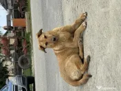 Fetiță cățelușă adorabilă își caută o familie iubitoare – oferită spre adopție