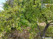 FILM! Confortabila ariere, 4.500 mp, arbori roditori, Sancra 