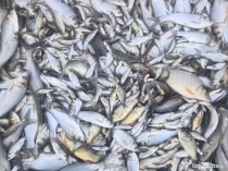 Puiet peste pt. populate lac balta iaz helesteu