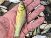 Puiet peste pt. populate lac balta iaz helesteu 