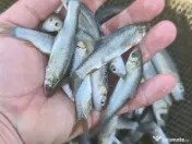 Puiet peste pt. populate lac balta iaz helesteu 