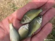 Puiet peste pt. populate lac balta iaz helesteu 