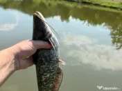 Puiet peste pt. populate lac balta iaz helesteu 