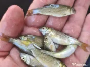 Puiet peste pt. populate lac balta iaz helesteu 