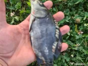 Puiet peste pt. populate lac balta iaz helesteu 