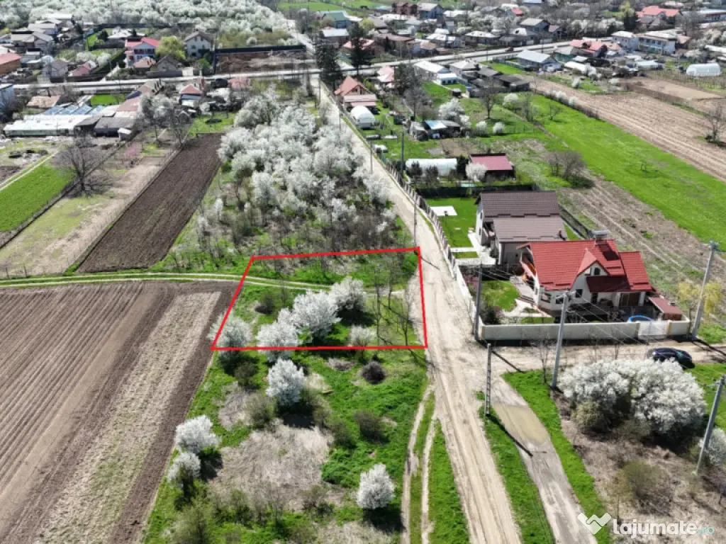 TARTASESTI, LOT 801 MP!