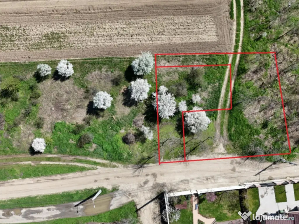 TARTASESTI, LOT 801 MP!