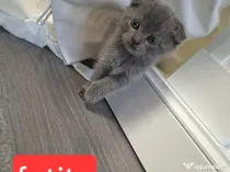 Scottish fold disponibil rezervare