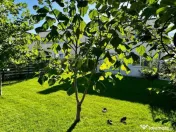 Casa 4 camere Corbeanca | Tamas